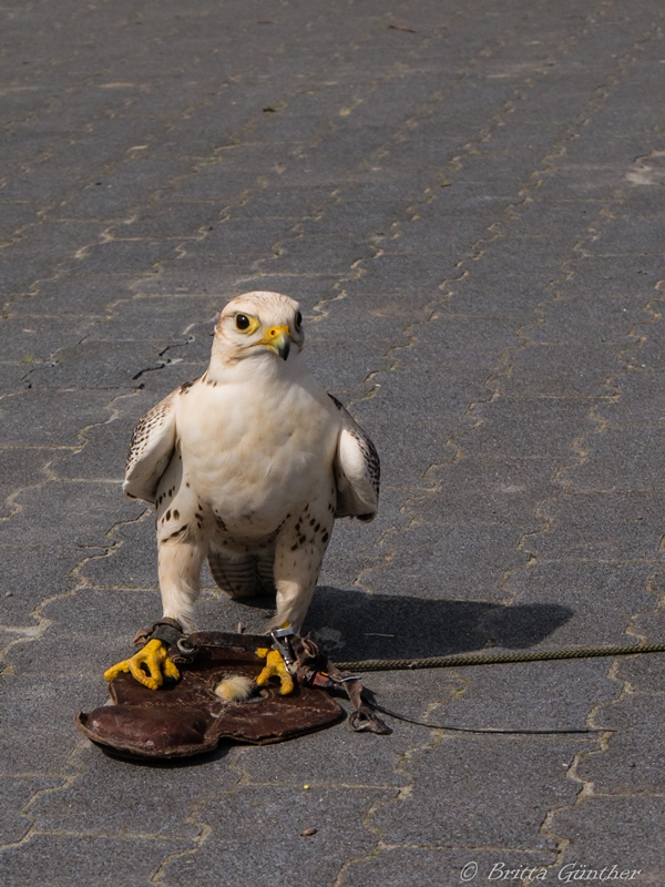 Falke mit 'Beute'