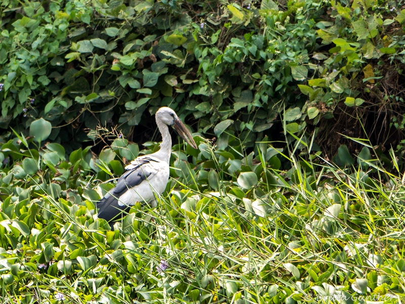 Storch