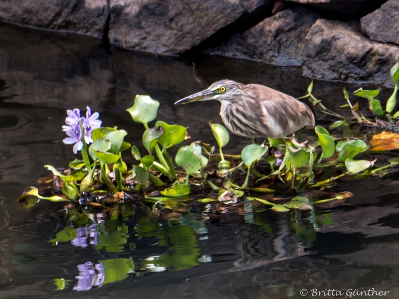 Verängstigter Vogel