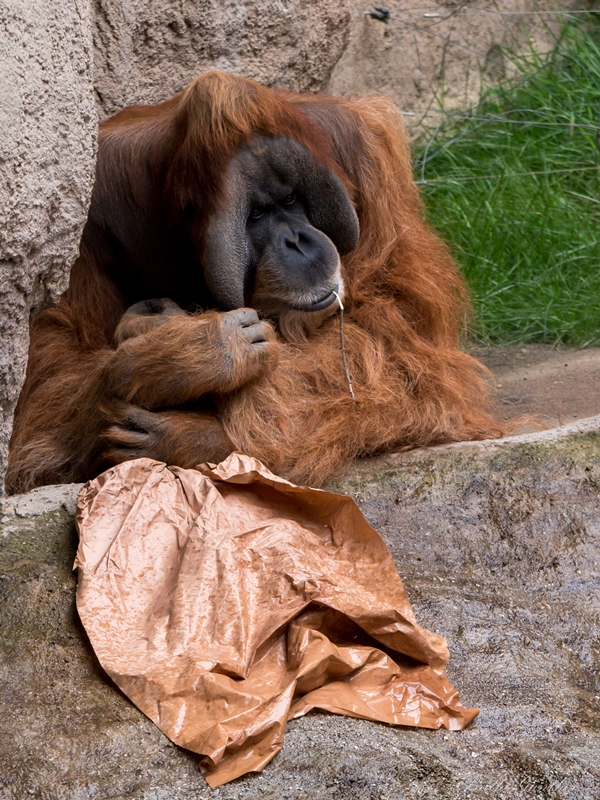 Orang Utan