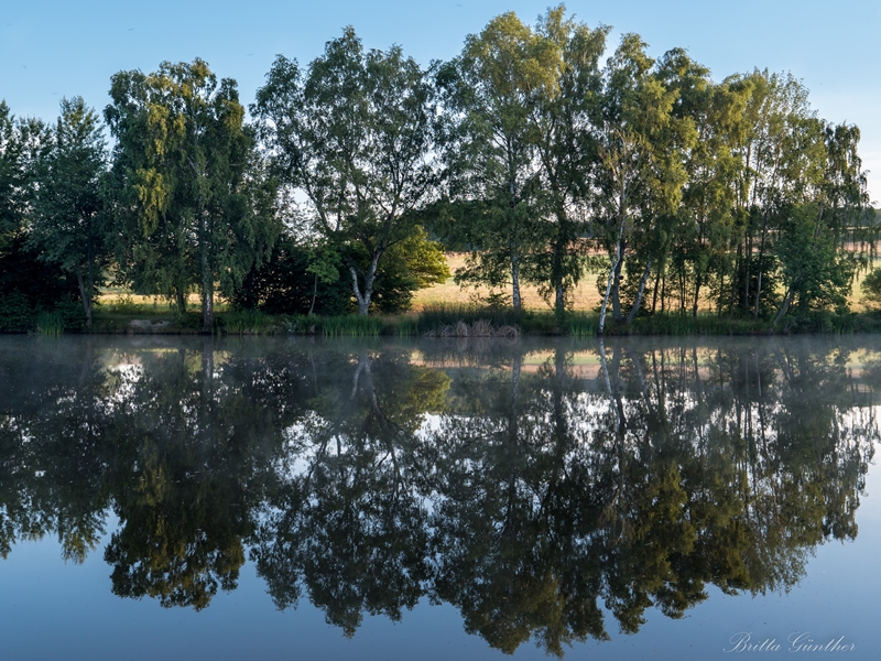 Bäume am See