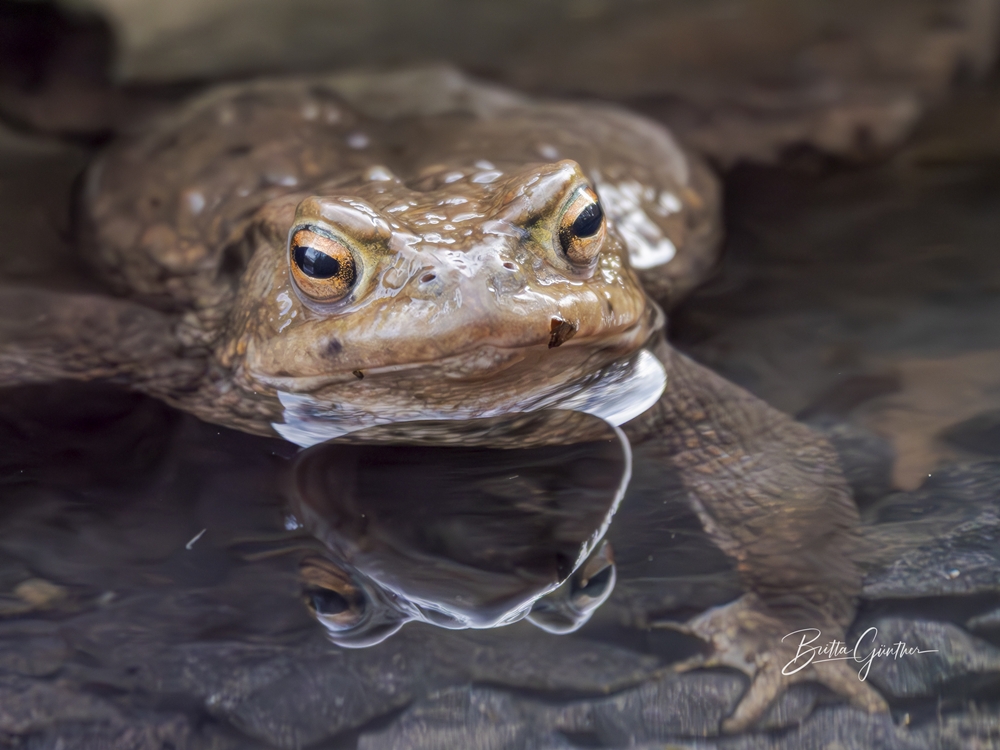 Kroete