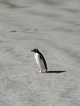 Pinguin