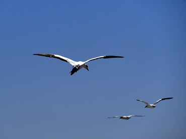 Gannets 2