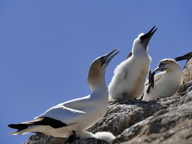 Gannets 3